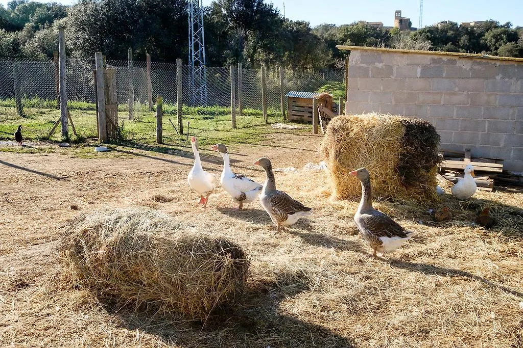 Can Barnosell - Els Masos D'En Coll Llavia Country house